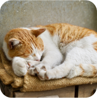 猫が休憩している